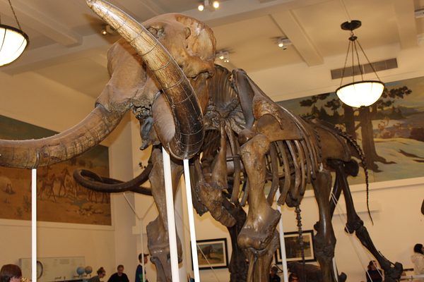 Lampousa Visit to Museum of Natural History photo 22