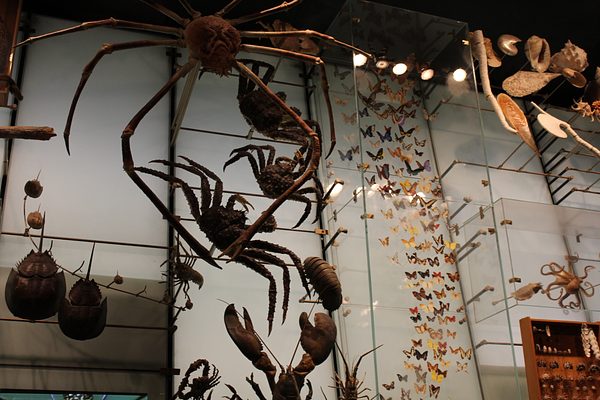 Lampousa Visit to Museum of Natural History photo 34