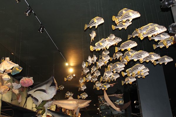 Lampousa Visit to Museum of Natural History photo 33