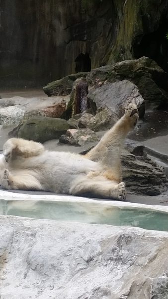 Trip to the Bronx Zoo photo 36