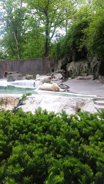 Trip to the Bronx Zoo photo 25