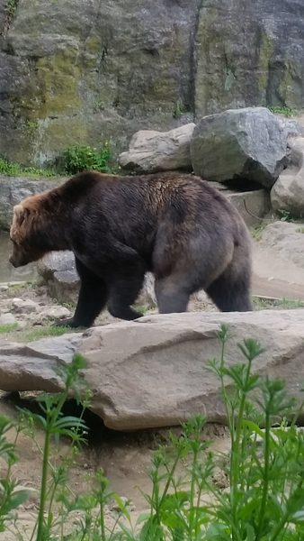 Trip to the Bronx Zoo photo 37