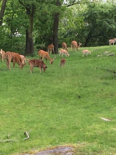 Trip to the Bronx Zoo photo 4