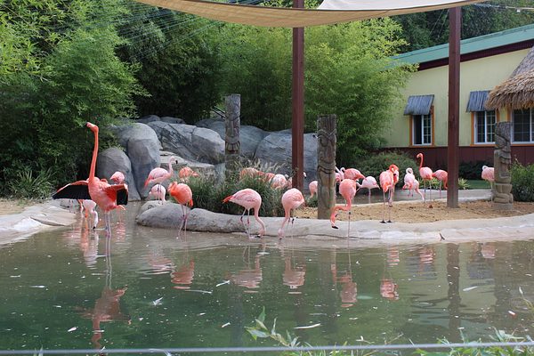 Turtle Back Zoo Outing with Dance Group photo 82