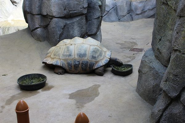 Turtle Back Zoo Outing with Dance Group photo 112